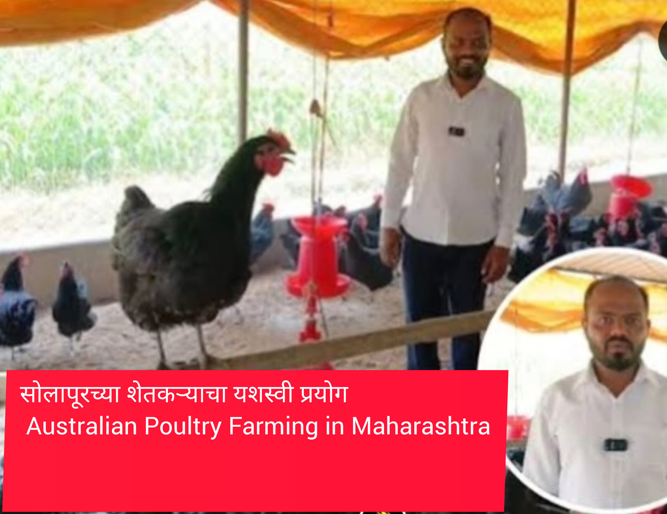 Australian Poultry Farming in Maharashtra
